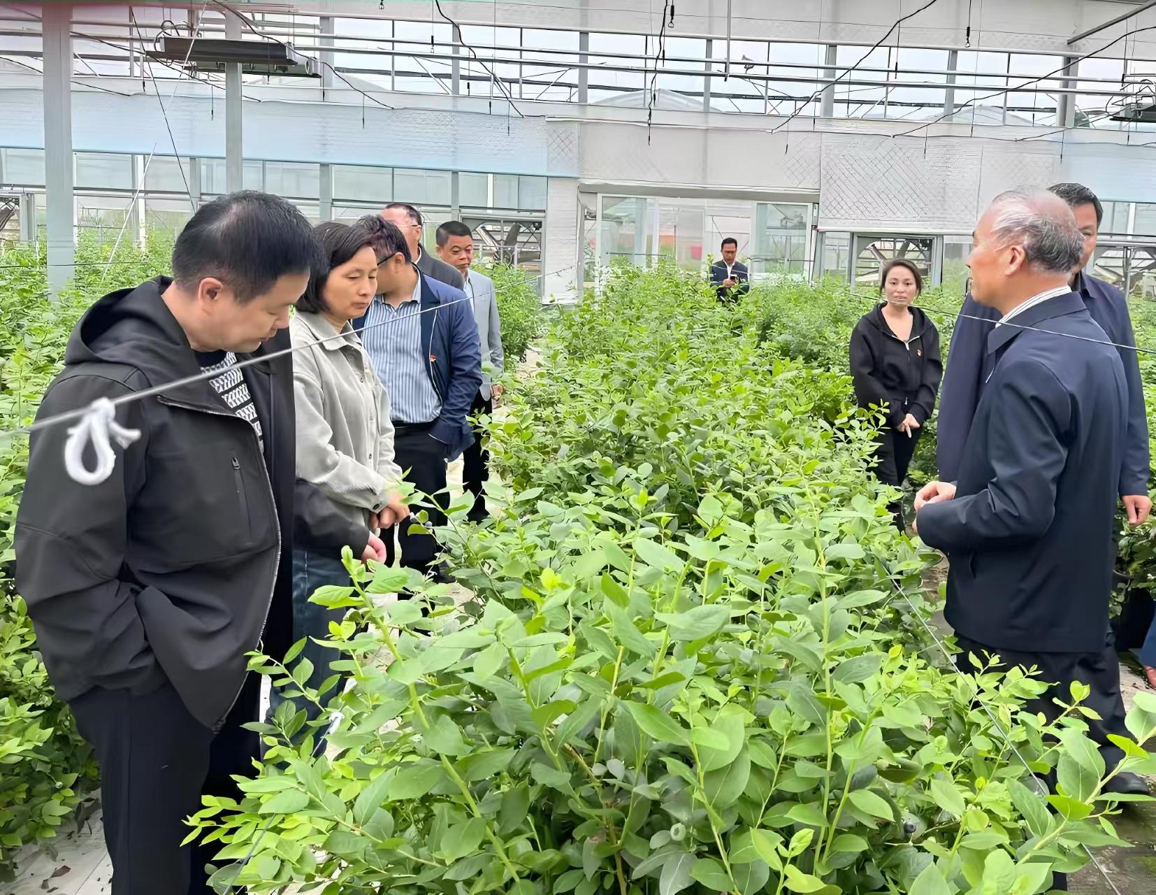 大棚种植技术实操教学