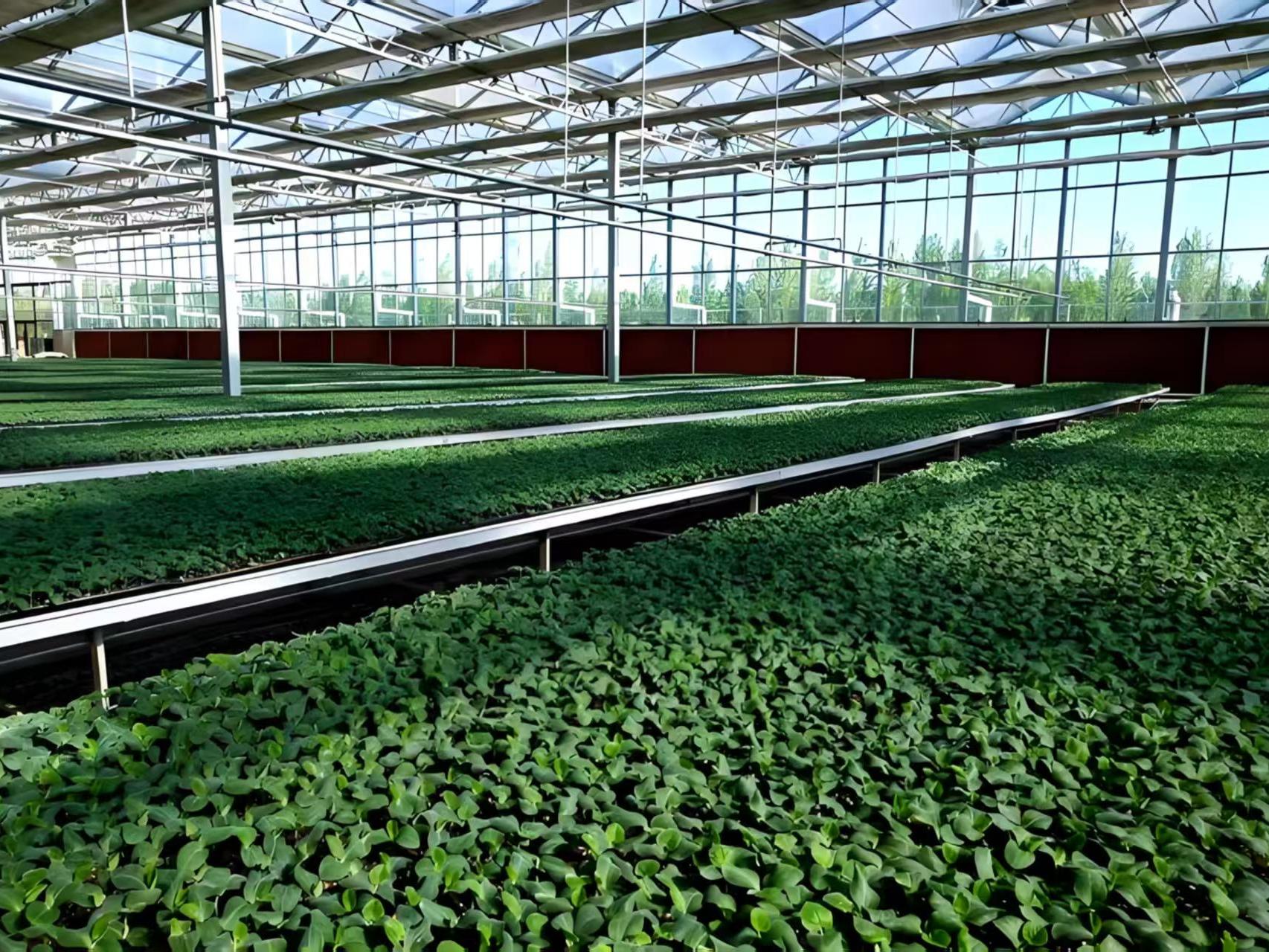 棚内药材培育种植实景