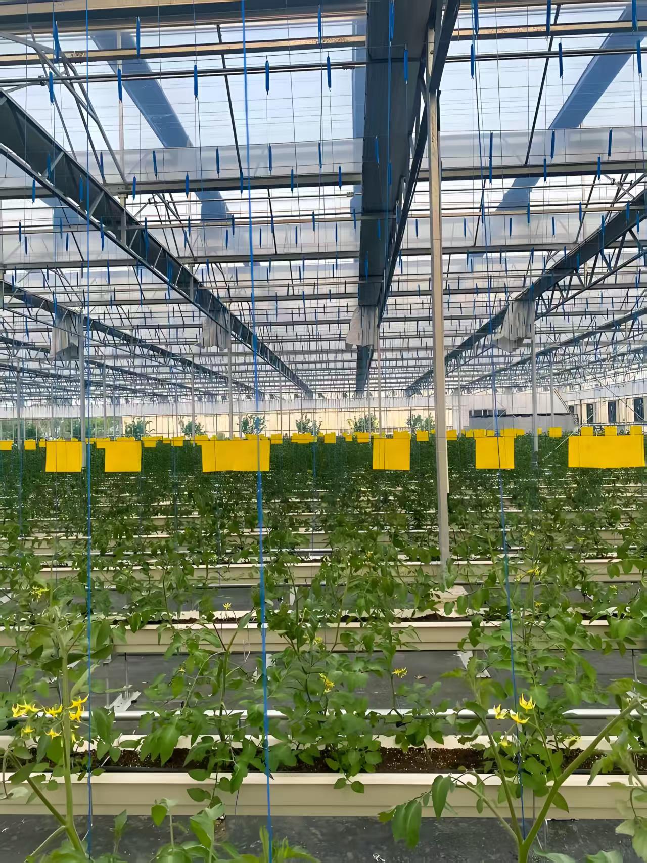 温室果蔬标准化种植示范田