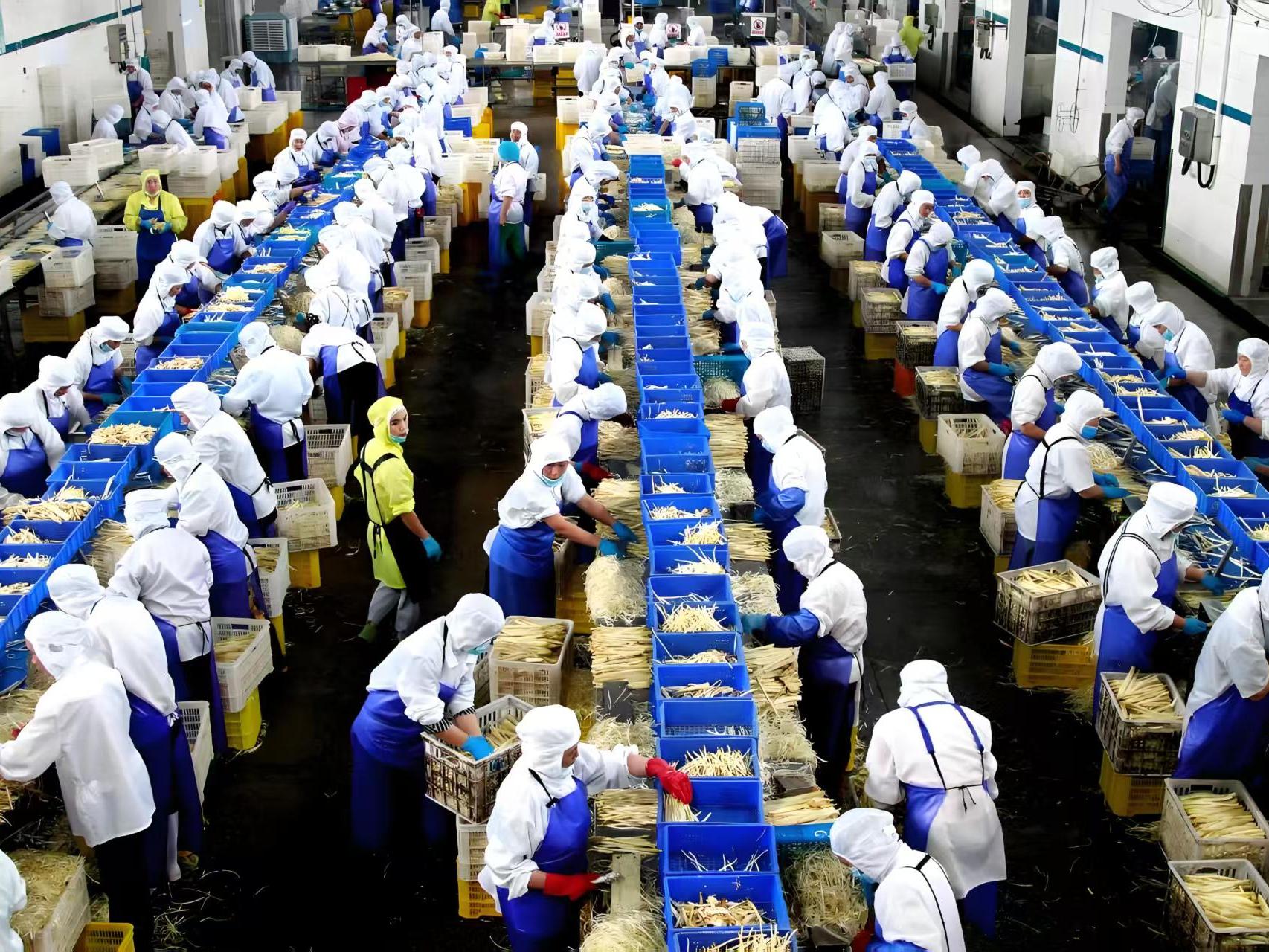 蔬菜采收分拣加工车间实景
