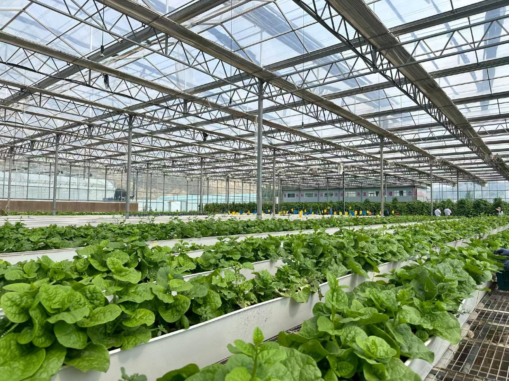 高产作物示范种植园区