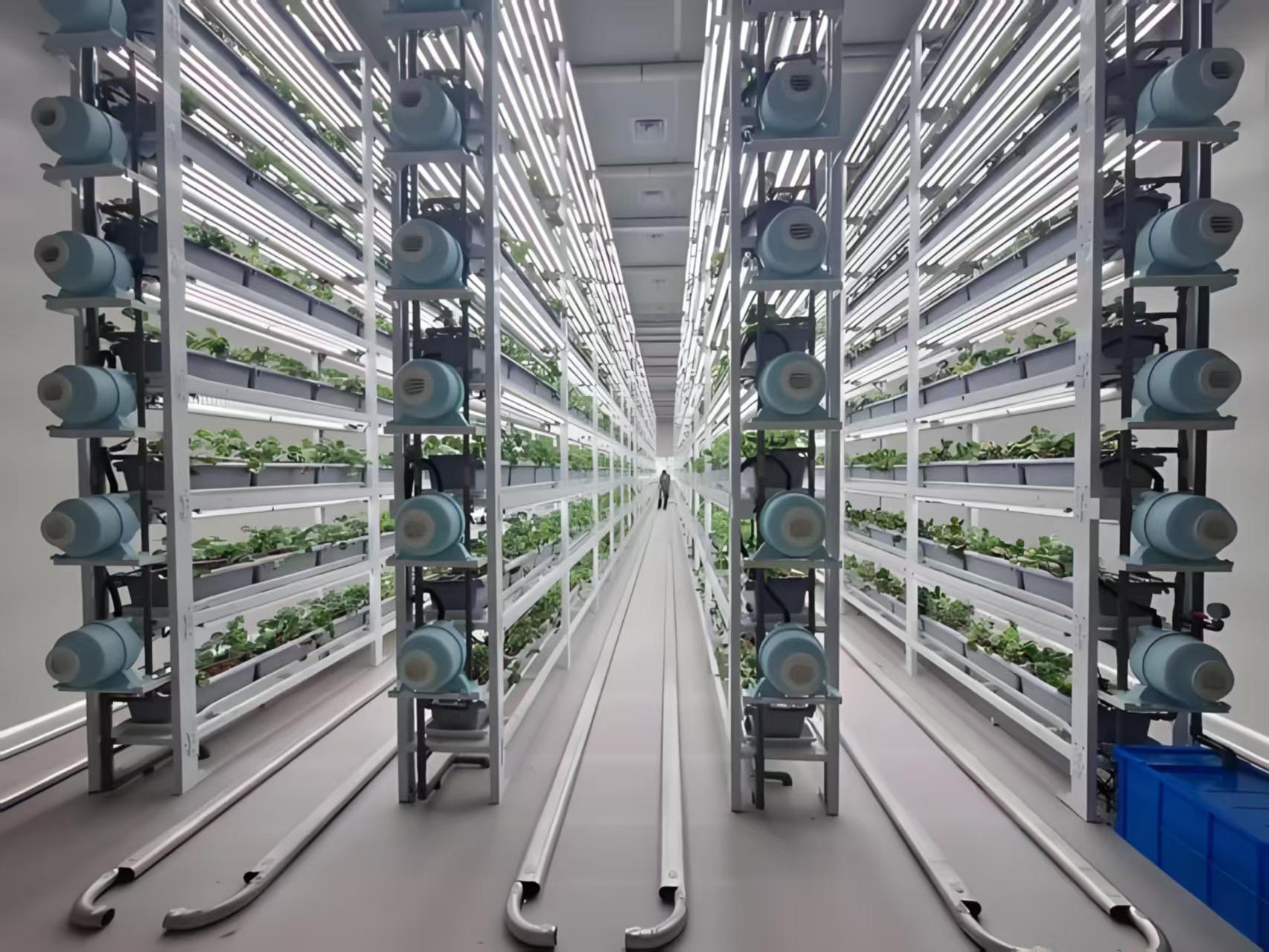 多层立体水培种植车间实拍