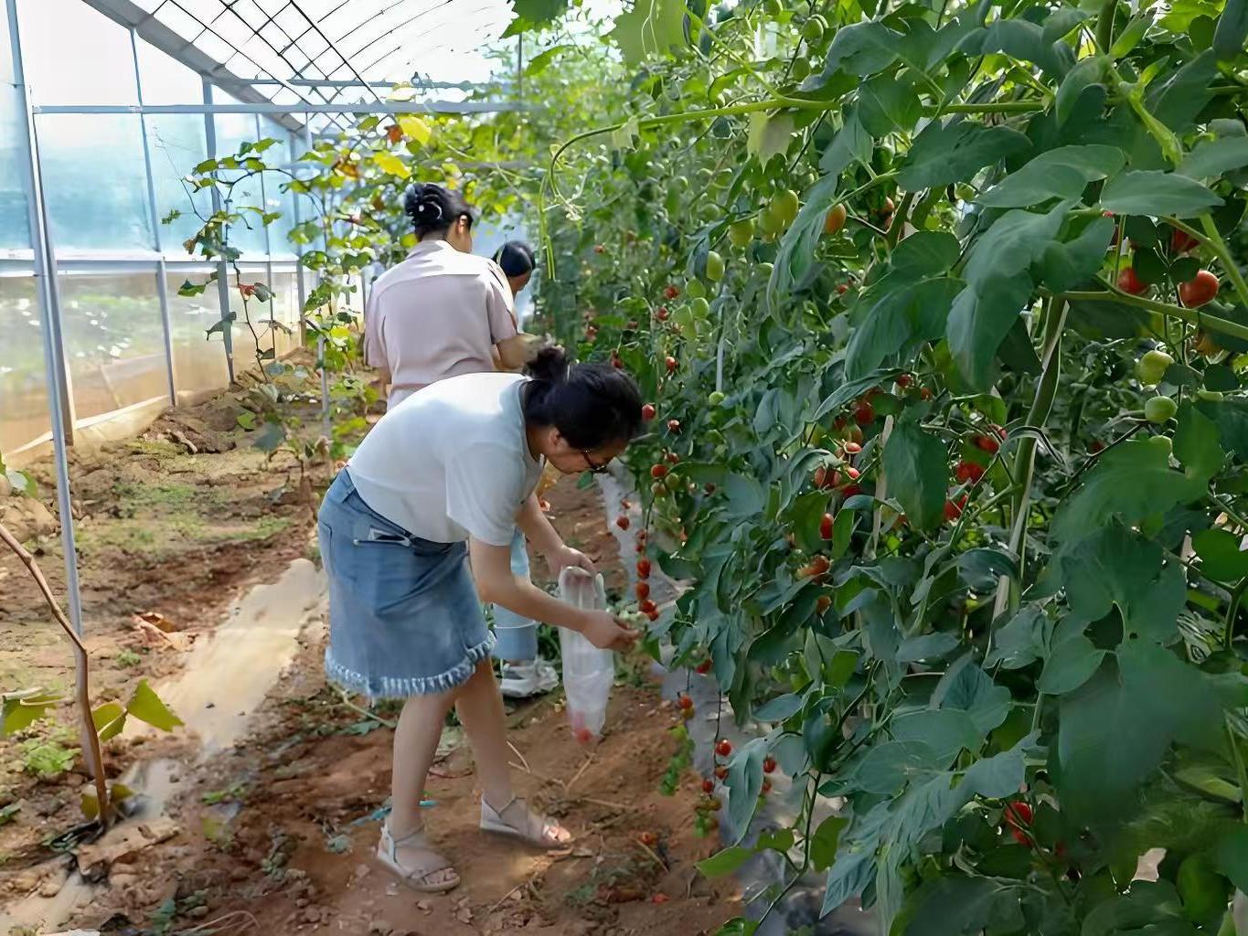 果蔬采摘观光种植区实拍