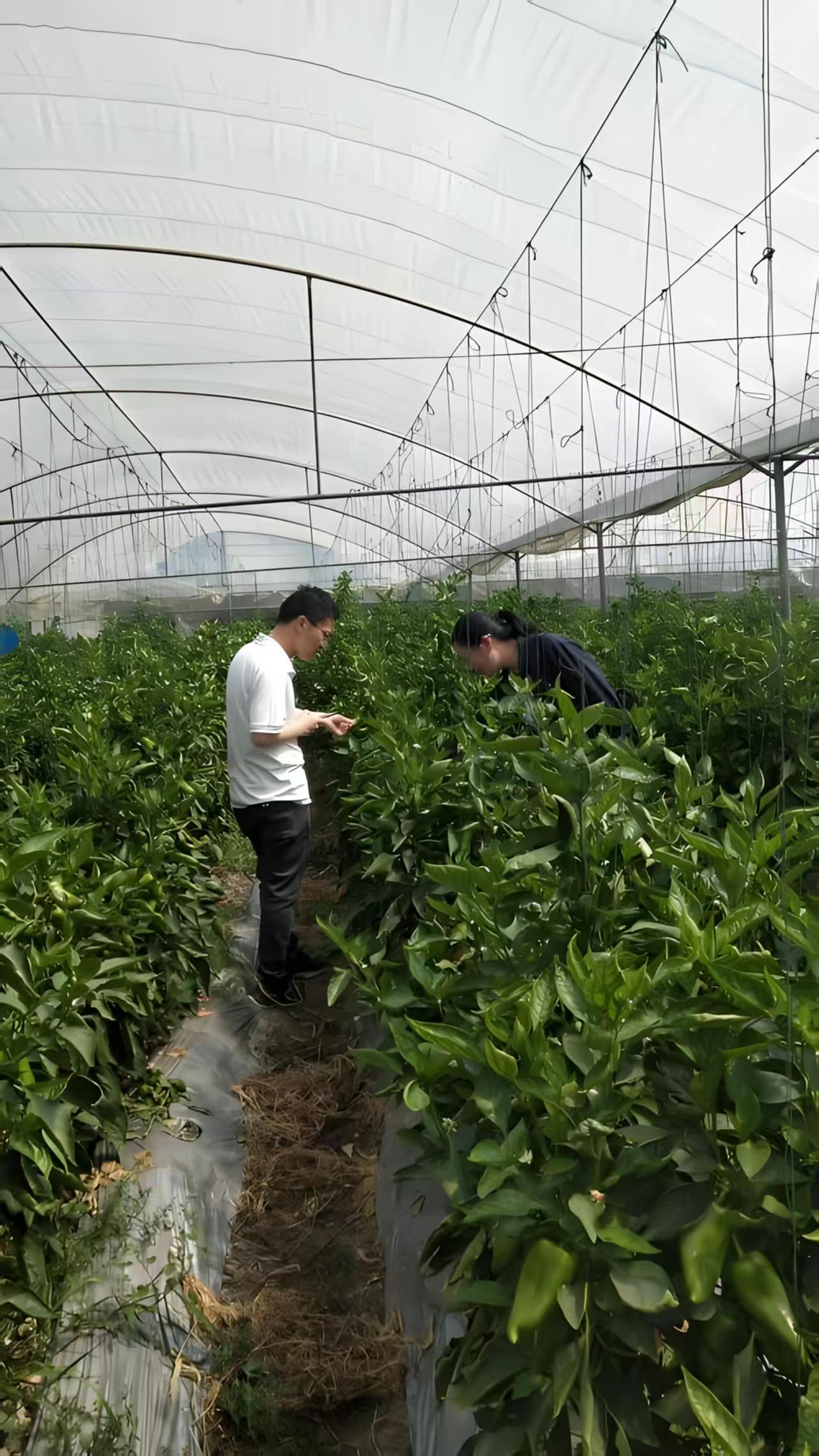 农技人员田间实操教学